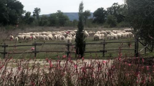Maremma Country Chic