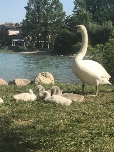 Giardino Sul Garda