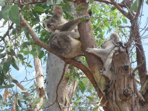 Magnetic Island Bed And Breakfast
