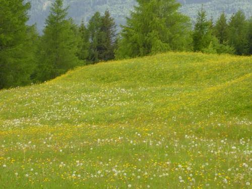 Hostal Almgasthof Fichtenheim - Emberger Alm