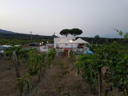 Tenuta Sul Vesuvio " Il Vigneto "