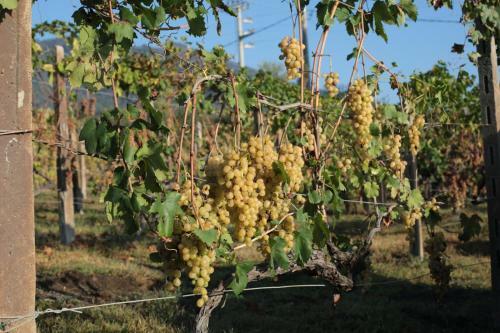 Tenuta Sul Vesuvio " Il Vigneto "