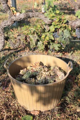 Tenuta Sul Vesuvio " Il Vigneto "