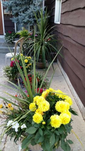 Wild Rose Bed & Breakfast