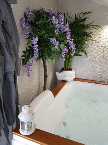 Bed&breakfast Albysuite
