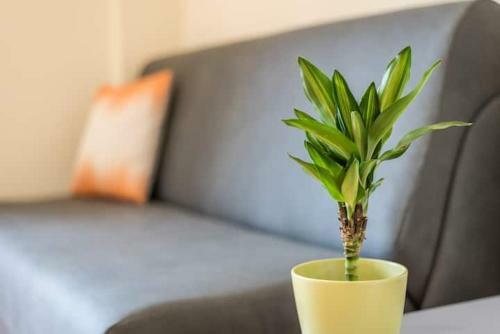 Apartamento Casablanca Prestige Appartement