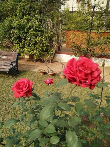 Hostal Nest Guest House