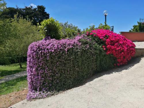 Vigna Dell'agrifoglio - Bed And Breakfast