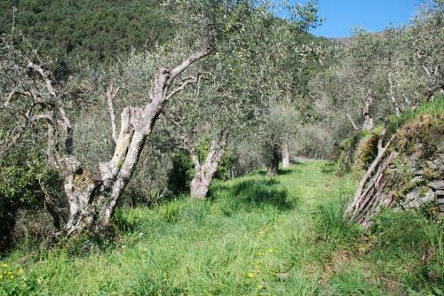 Apartamento Casa Rurale Selvadolivo