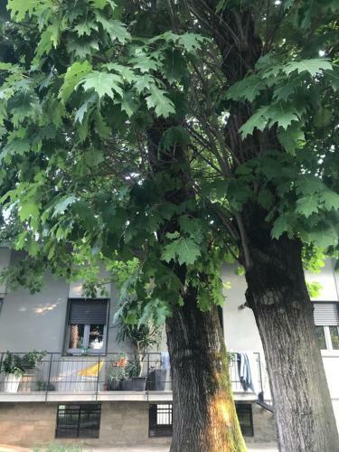 Apartamento Appartamento Per Single In Villa