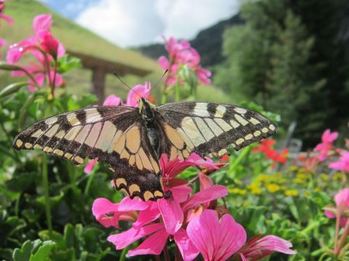 Hostal Haus Alpengl�hn