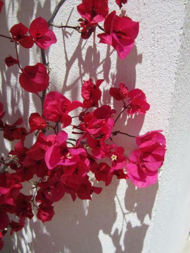 Hostal El Olivar