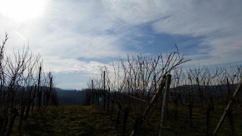 Agroturismo Weingut-g�stezimmer Pongratz