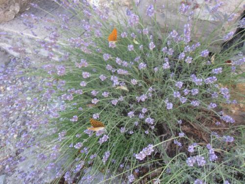Bed & Breakfast Mas De La Garrigue