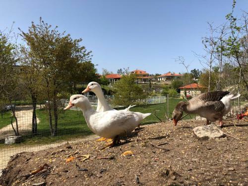 Casa Da Quinta Da Prelada Sim�o Partie Basse