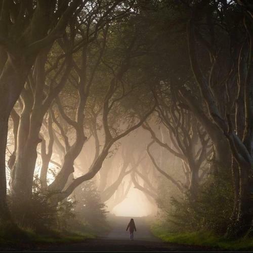 Thornfield Glamping Pods, The Dark Hedges, Ballycastle