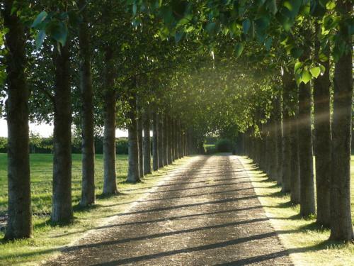 Lodge Tall Trees Glamping