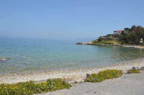 Epipleon Suites