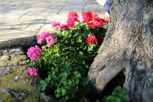 Stone Rose Villa