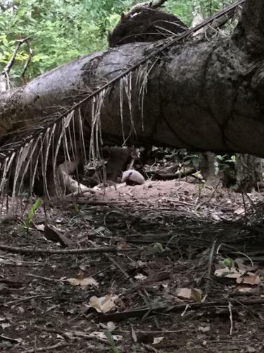 Spot Jaguar Pantanal Sul- Camping - Tour