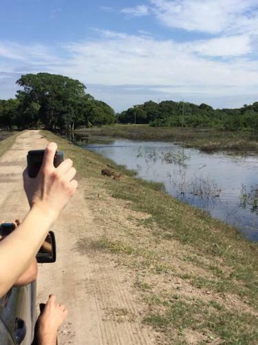 Spot Jaguar Pantanal Sul- Camping - Tour