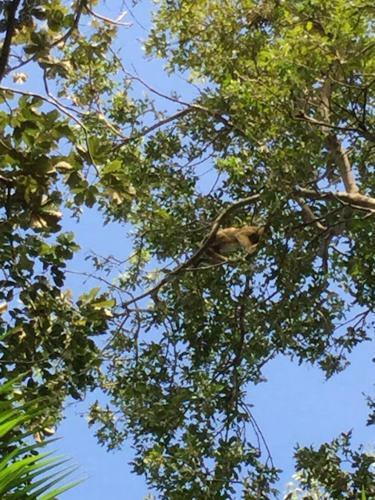 Spot Jaguar Pantanal Sul- Camping - Tour