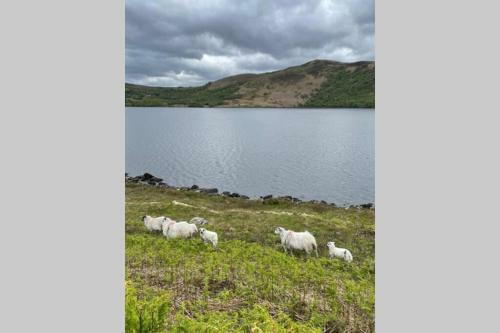 Red Fox Chalet On The Ring Of Kerry