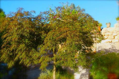 C�t� Luberon