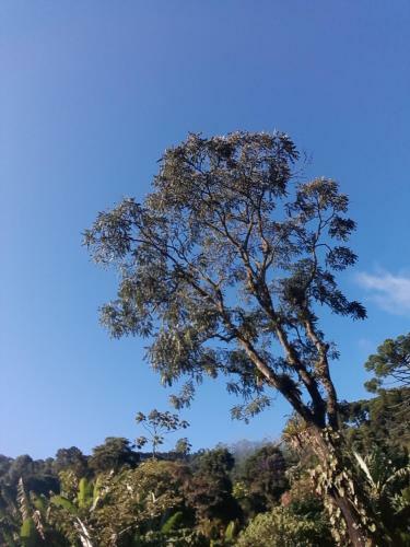 S�tio Quinh�o Genciana
