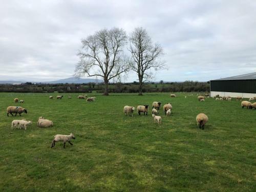 Knockreagh Farm Cottages, Callan, Kilkenny