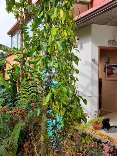 Casa De Vidro