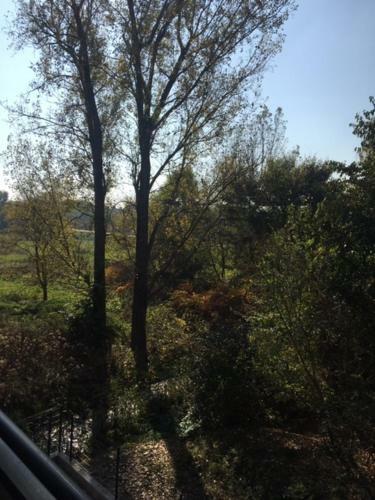 Thermal Forest Apartment