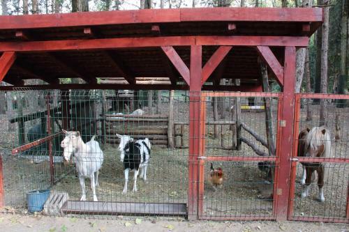 Bed & Breakfast Ambiente