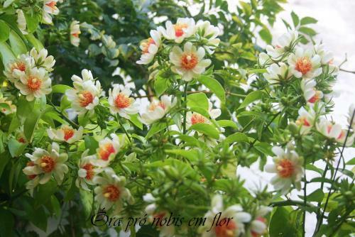Ekos Guest House - Poa