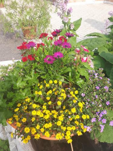Bed & Breakfast Bork�ti Panzi� �s Apartman