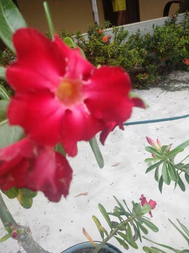 Posada Pousada Flor Do Deserto - Mandacaru