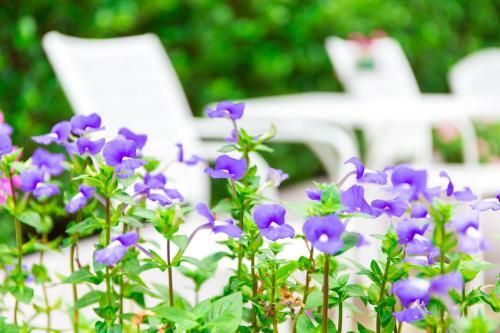 Hotel Lilac Relax-residence