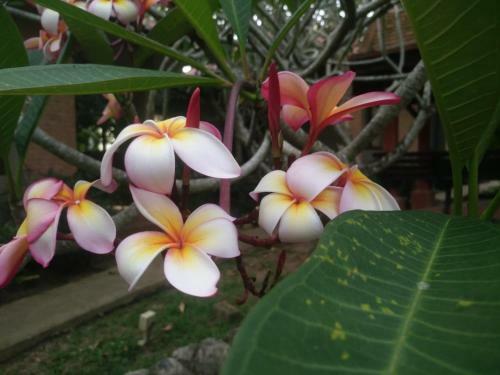 Flora Ville