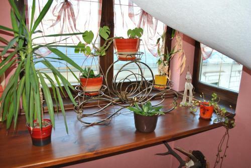 Hostal Penzion Diana