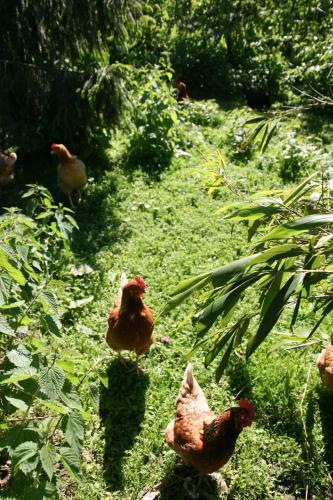 Agroturismo Biologite