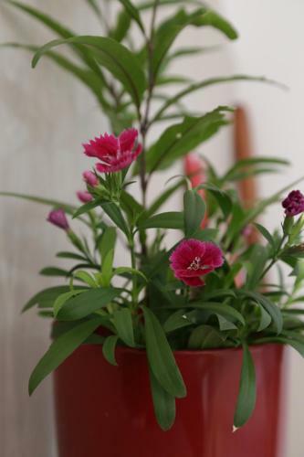 Apartamento Hospedagem Da Escultora