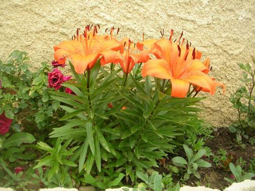 Bed & Breakfast Chambre D'h�tes Tardy