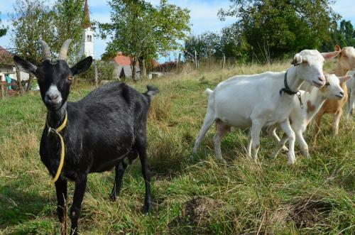 Agroturismo Turisticna Kmetija Pri Malnarjevih