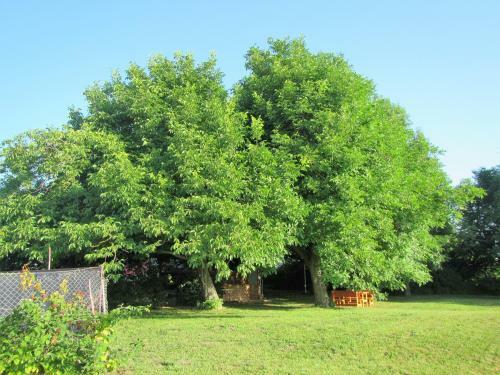 Bed & Breakfast Pod Orehi