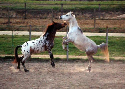 Bed & Breakfast Ranch De Boujac