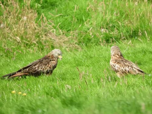 Rowan Cottage In Rhayader Over Looking The Red Kite Feeding Centre