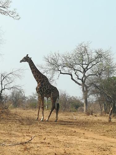 Hostal Bushbuckridge Micanolia Guest House