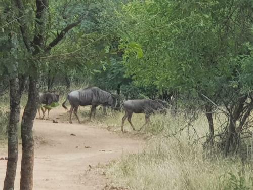 Bosveld Bruilof & Bushaway Lodge