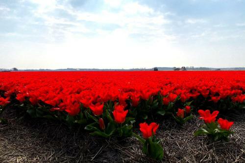 Prachtige Duinvilla's Op Natuurpark