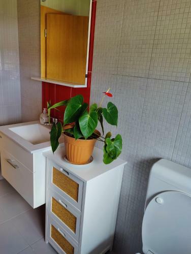 Apartma Ajja